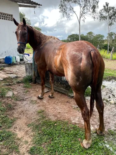 Égua esteira quarto de milha com documento