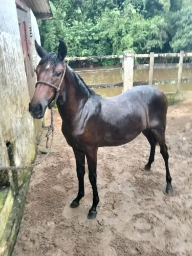 Vendo potra mangalarga 8 meses. 4. 000 ótimo procedência e alinhagem.