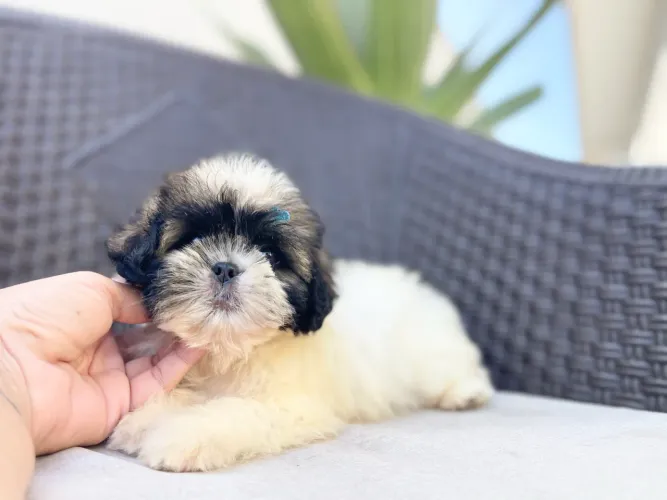 Mini shih tzu fêmea com pedigree 