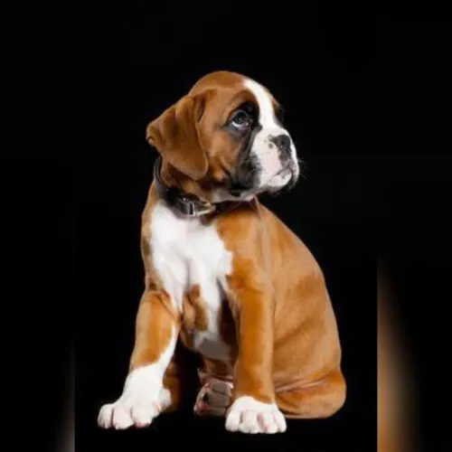 Boxer nas cores caramelo e preto