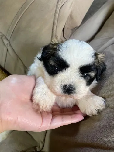 Filhote macho de shih tzu