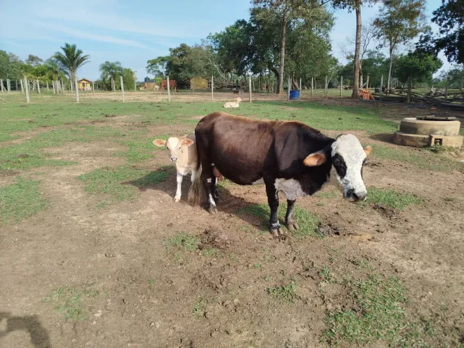 Mini vaca 
