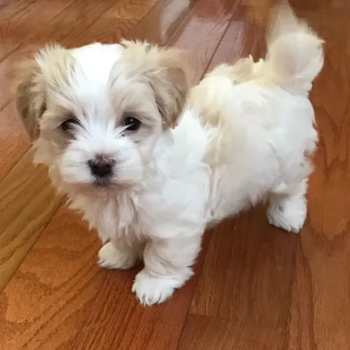 Lhasa Apso filhotinhos imperdíveis e fofos 