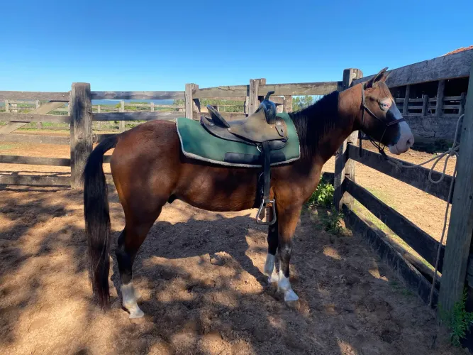 CAVALO PAINT CASTANHO
