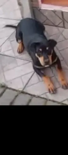 Mistura de ratiwaler macho