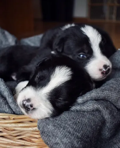 Filhotes de Border Collie | Amor que abraça o coração.