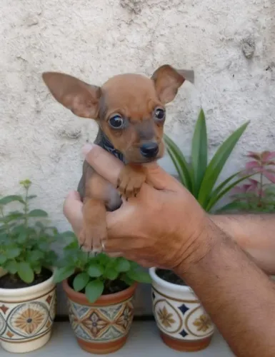 Seu novo melhor amigo: Pinscher 