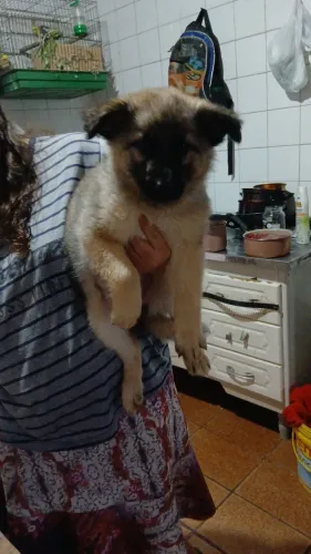 Filhotes de Pastor alemão
