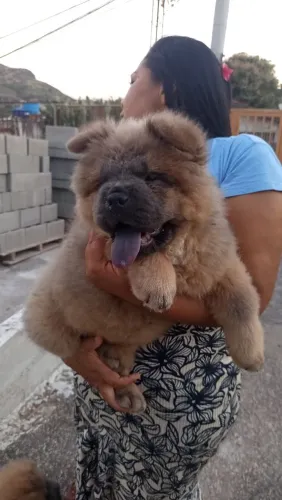 Vendo Chow chow fêmea