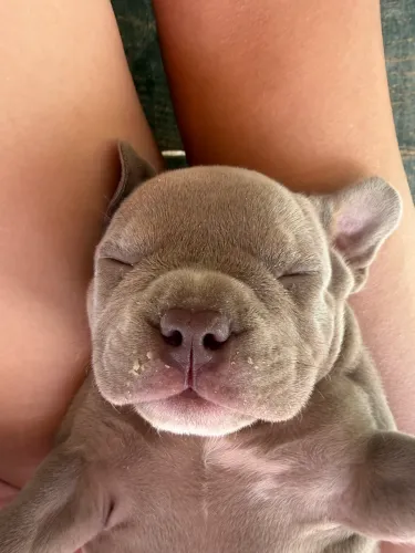 American bully micro filhote