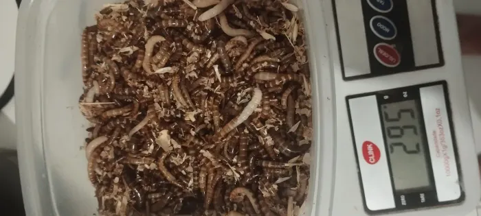 Tenébrios vivos - Alimento alto teor de proteínas. PROMOÇÃO!!!