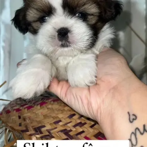 Belíssimos Shih Tzu para sua família