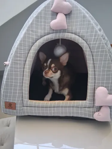 Cama pet iglu