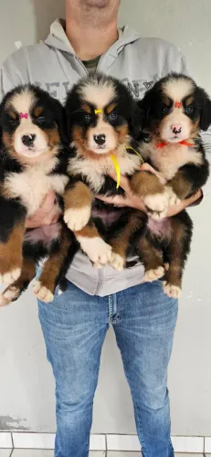 Bernese Mountain Femea com Pedigree