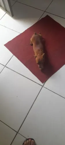Vendo