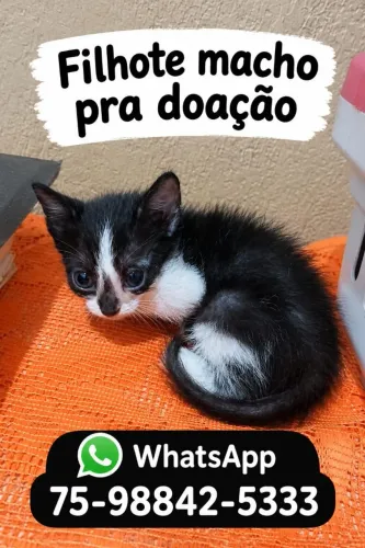 Filhote pra doação