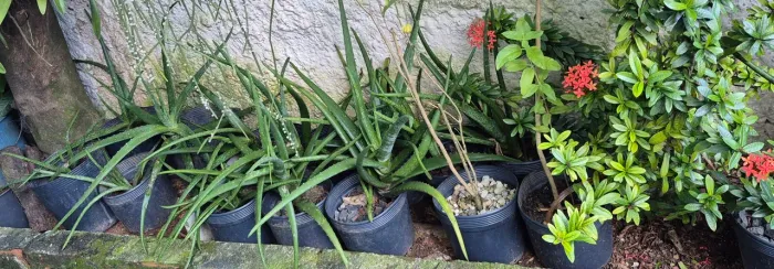 Babosas de vários tamanhos