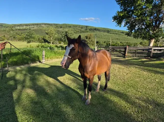 Cavalo crioulo