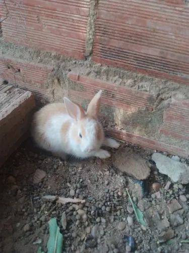 Vendo coelhos adulto e filhotes