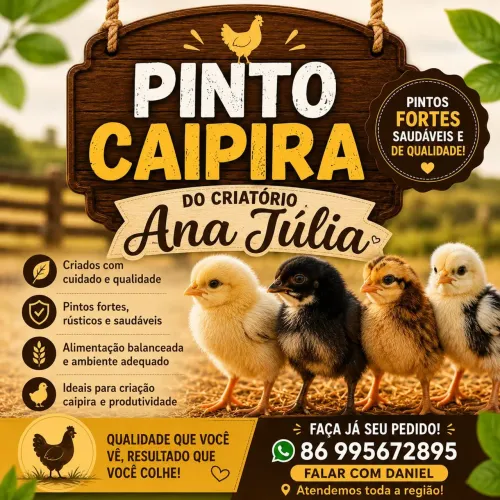 Ovos galados de galinha canela preta
