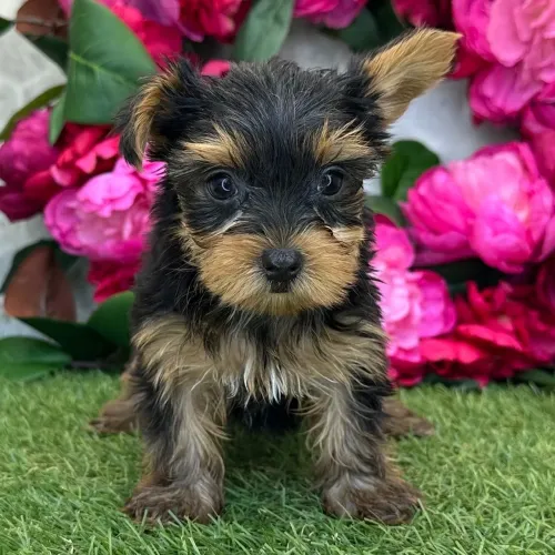 Yorkshire Terrier/Um parceiro ativo,alegre e super companheiro
