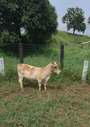 Vendo mini vaca