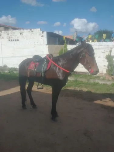 Cavalo manga larga