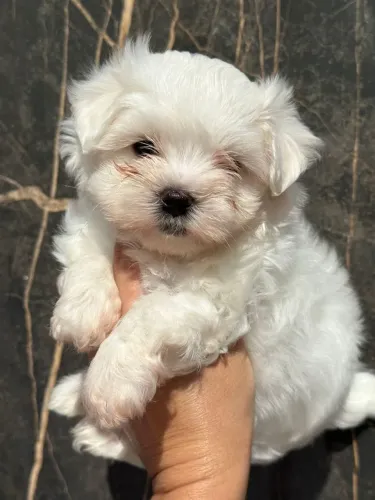 Maltes Macho Disponível!! Um Principe