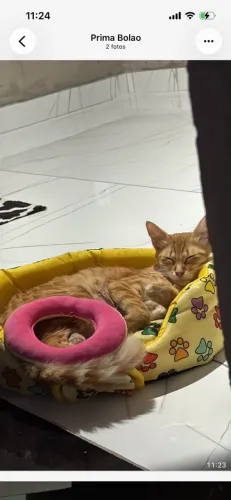 Doação de gata fêmea