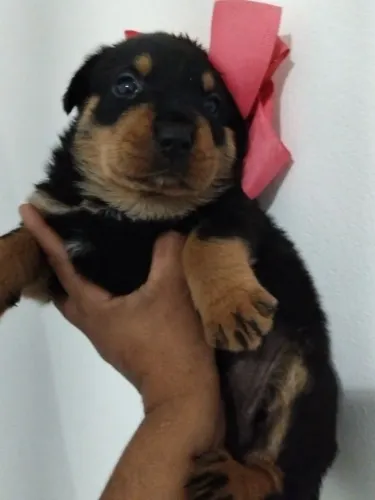 Filhote de Rottweiler
