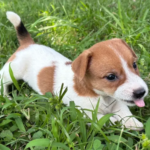 Jack Russel Terrier/Garanta seu parceiro de brincadeiras
