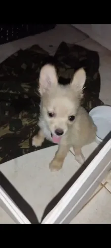 Cachorro
