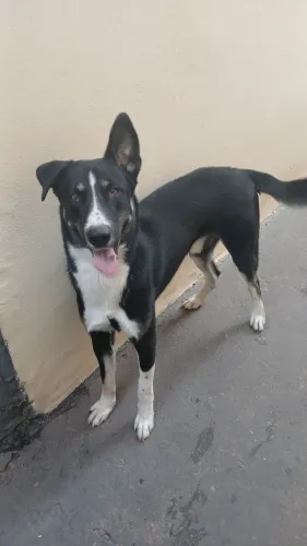 Cachorro doação