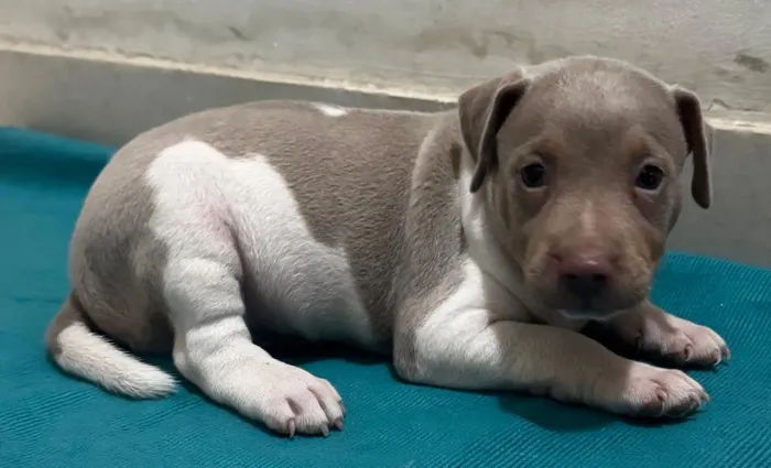 FOX paulistinha com pedigree CBKC - filhote Terrier brasileiro puro