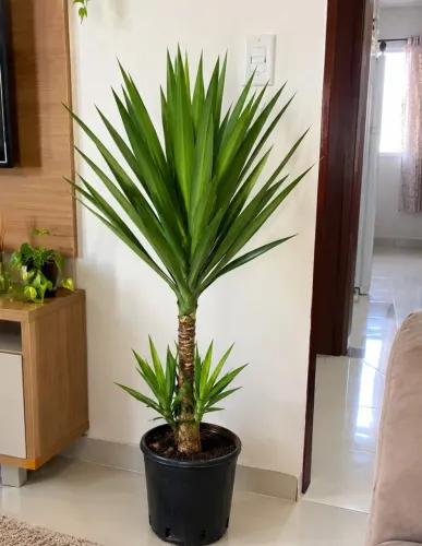 PLANTA NATURAL YUCCA FAZEMOS ENTREGA