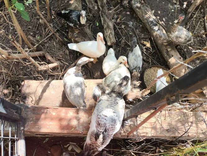 Patos