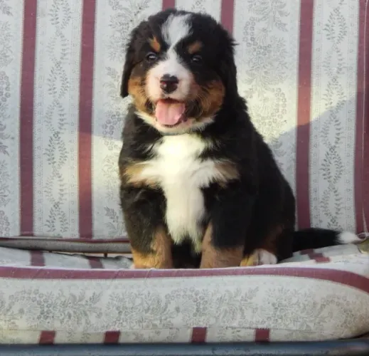 Bernese Mountain Dog,Bernese Mountain Dog Filhote Vacinado e Vermifugado
