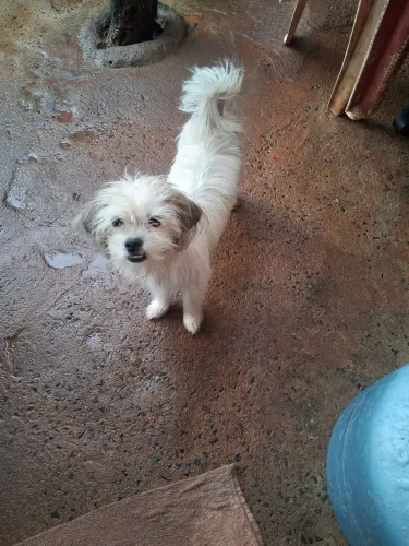Cachorro pra doação