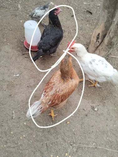 Galinhas e frangos
