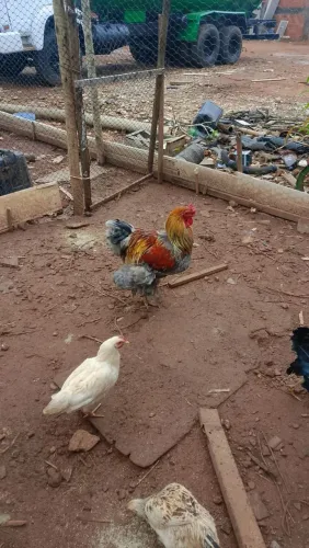 galo e galinhas bhama 