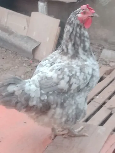 Galinha GSB balao