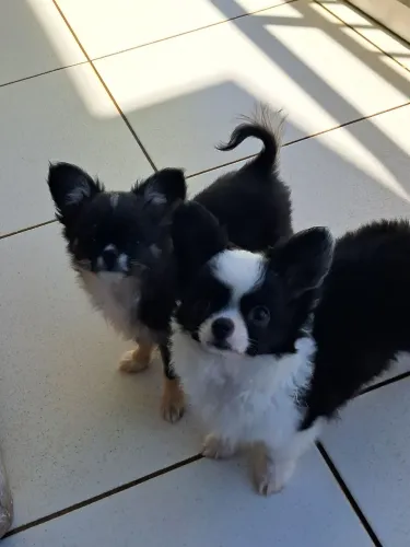 Chihuahua