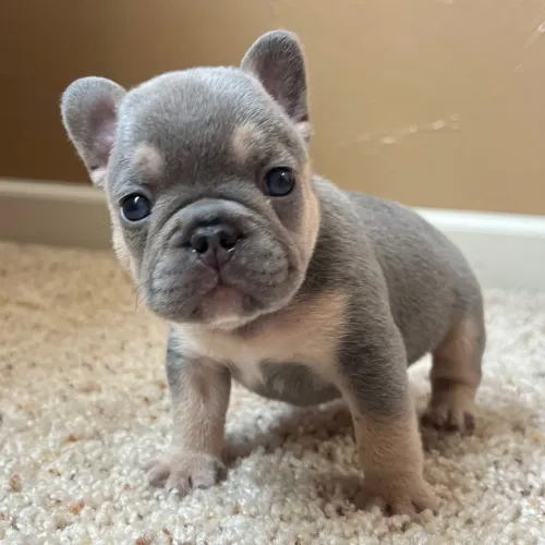BullDog Francês: Compacto, forte e puro chamengo