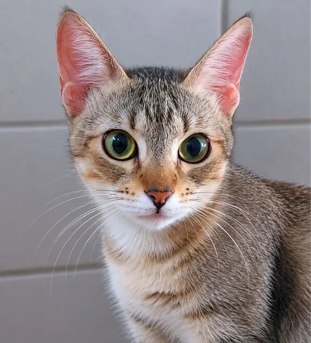 Gata carinhosa castrada e vacinada FELV positiva 