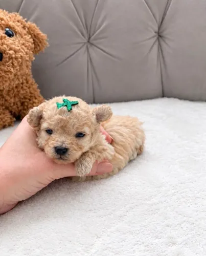 Negocio lindos filhotes de Poodle toy.