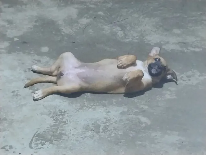 Estou doando filhotes vira lata