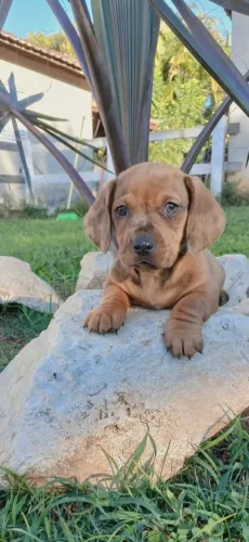 Basset disponível