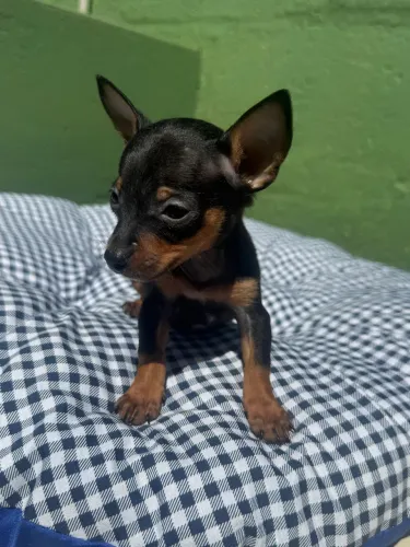 Pinscher zero macho