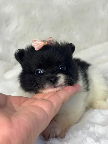 Filhote de Lulu da Pomerânia (Panda) 