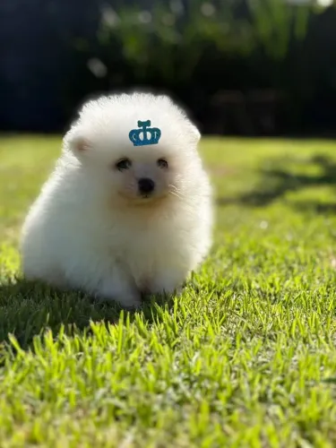 Spitz Alemão